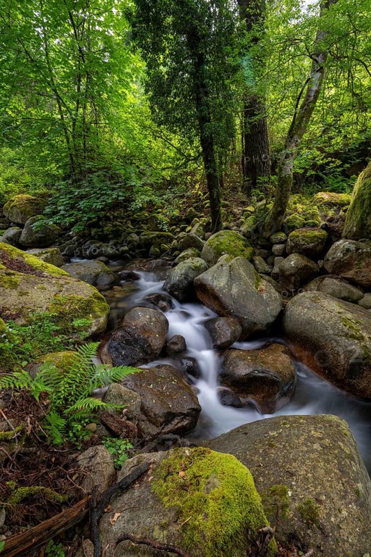 Stream, Parc Régional Naturel Corse, Corsica, France