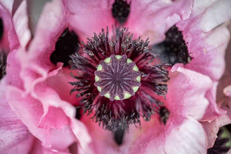 Nahaufnahme, Makro, Draufsicht, Türkischer, Orientalischer Mohn, Schlafmohn (Papaver orientale), Blütenblätter und Kapsel, Deutschland