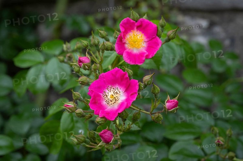 Nahaufnahme, Makro, Strauchrose, Wildrose, Minirose, Knospen uns offene Blüten, Deutschland