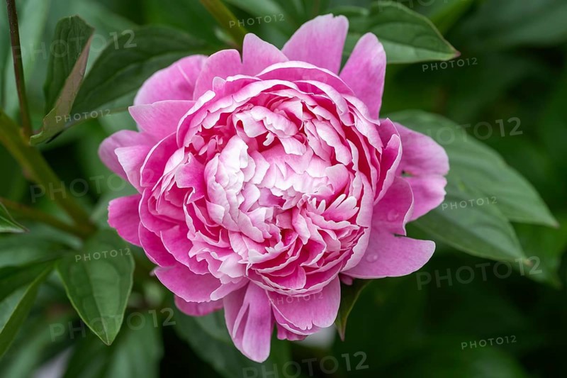 Nahaufnahme, Makro, Garten-Pfingstrose (Paeonia lactiflora), auch Chinesische Pfingstrose, Deutschland