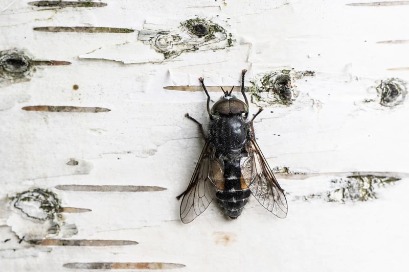 Gadfly (Hybromita bimaculata), Emsland, Lower Saxony, Germany
