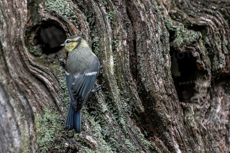 Blue tit (Parus caerulea), Emsland, Lower Saxony, Germany