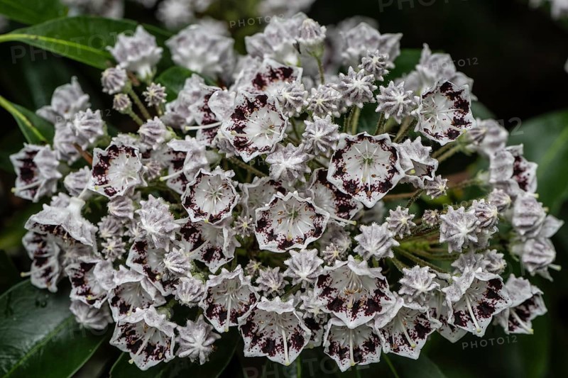 Laurel rose (Kalmia latifolia Nani), Emsland, Lower Saxony, Germany