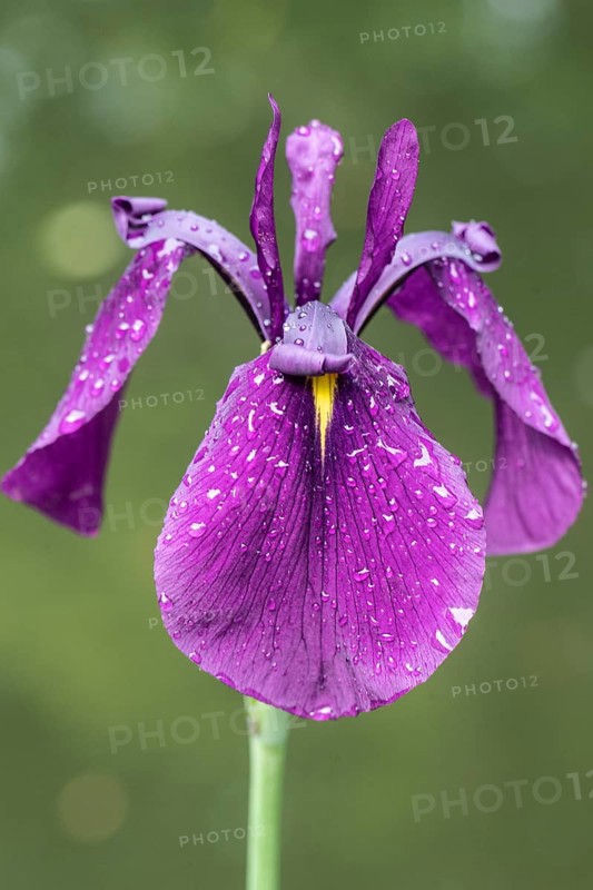 Japanese marsh iris (Iris ensata), Emsland, Lower Saxony, Germany