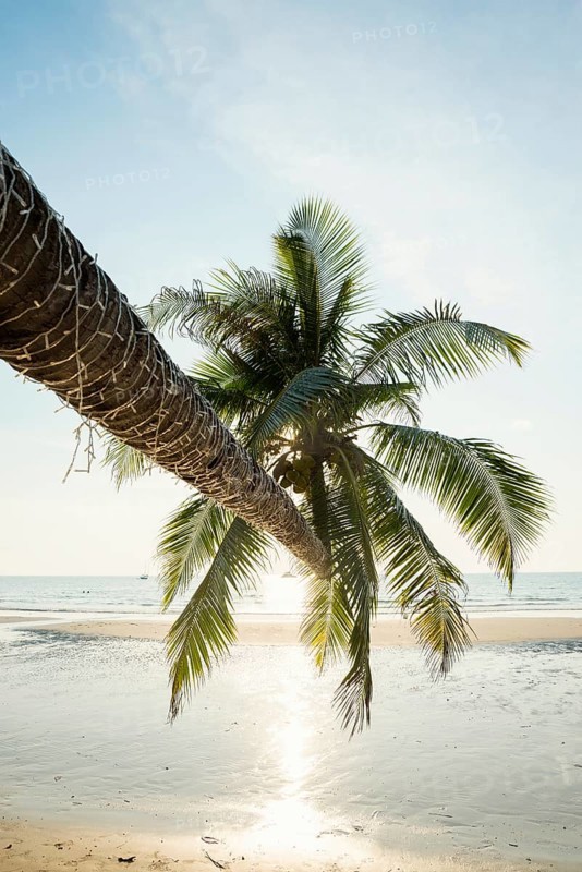 Sandy beach beach with coconut palms, Khlong Chao Beach, sunset, Koh Kood, Koh Kut, Gulf of Thailand, Thailand