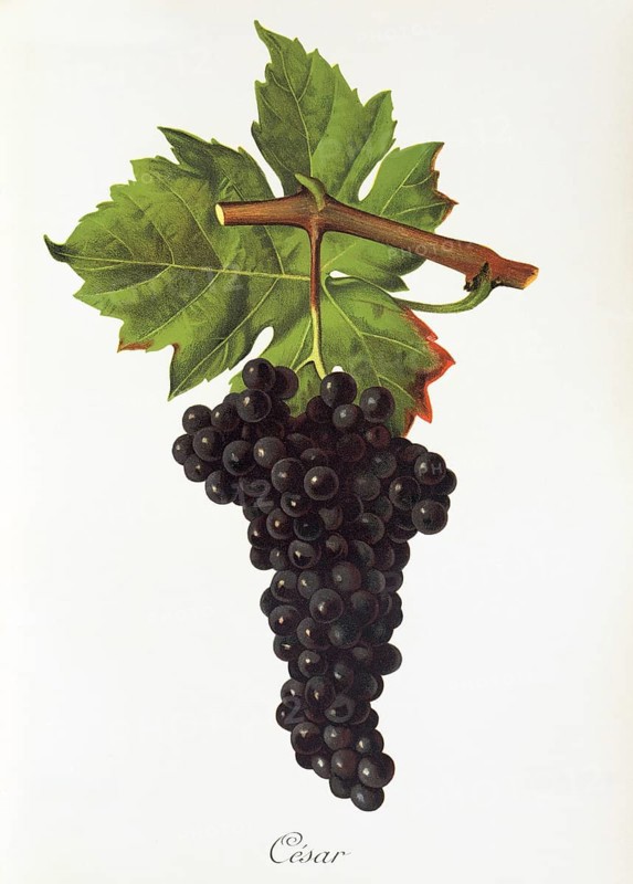 Ampelography, grape variety science, oenology, viticulture, grape, grapevine, César is an autochthonous red wine variety from the north of France, digitally enhanced reproduction of an original by Jules Tronca (1855 to 1915), Historical