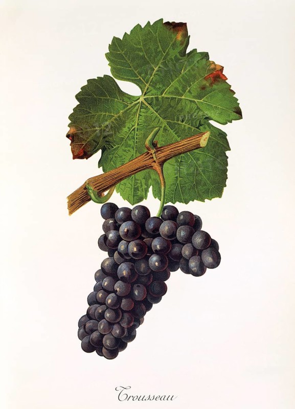 Ampelography, grape variety, oenology, viticulture, grape, grapevine, Trousseau grape is a red wine variety native to the Jura, digitally enhanced reproduction of an original by Jules Tronca (1855 to 1915), Historical