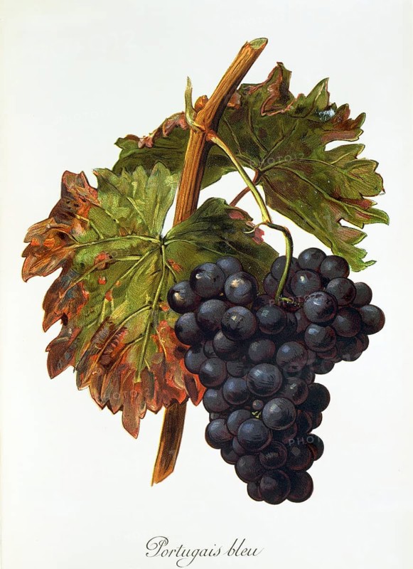 Ampelography, grape variety, oenology, viticulture, grape, grapevine, Portugais bleu grape, digitally enhanced reproduction of an original by Alexis Kreyder (1839 to 1912), Historical