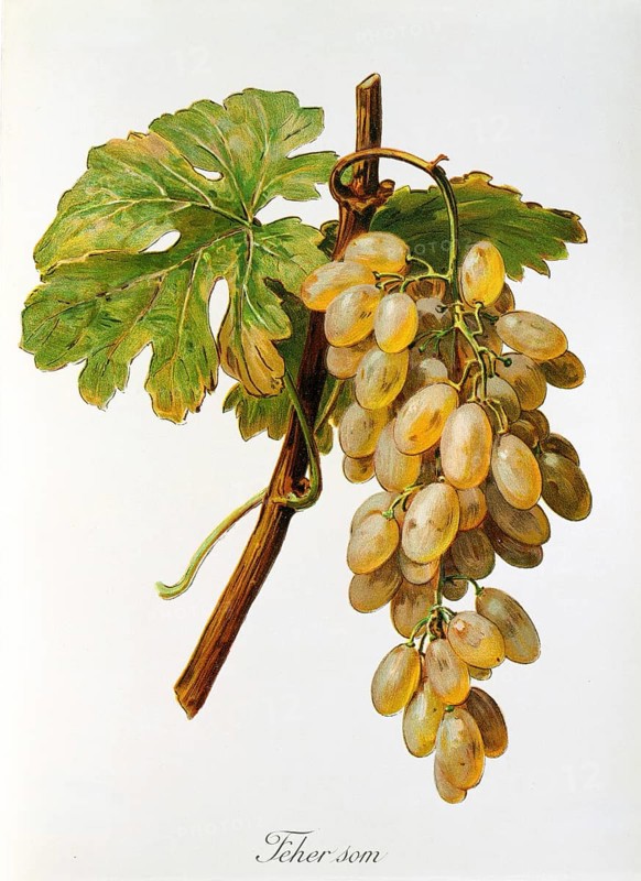 Ampelography, grape variety, oenology, viticulture, grape, grapevine, Feher Som grape, digitally enhanced reproduction of an original by Alexis Kreyder (1839 to 1912), Historical