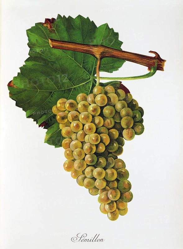 Ampelograhie, Rebsortenkunde, Önologie, Weinbau, Weintraube, Weinrebe, Sémillon is a white wine variety that is particularly widespread and important in France, digitally enhanced reproduction of an original by Jules Tronca (1855 to 1915), Historisch