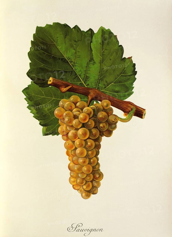 Ampelograhie, Rebsortenkunde, Önologie, Weinbau, Weintraube, Weinrebe, Sauvignon Blanc, also called Blanc Fumé, or Sauvignon Jaune, is a white wine variety with worldwide distribution, digitally enhanced reproduction of an original by Jules Tronca (1855 to 1915), Historisch