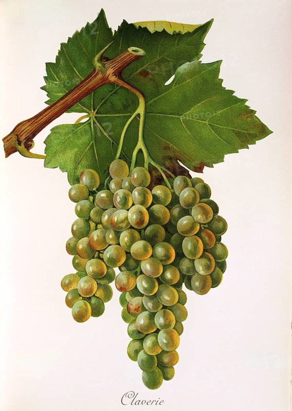 Ampelography, grape variety, oenology, viticulture, grape, grapevine, Claverie grape, white grape variety from France, digitally enhanced reproduction of an original by Jules Tronca (1855 to 1915), Historical