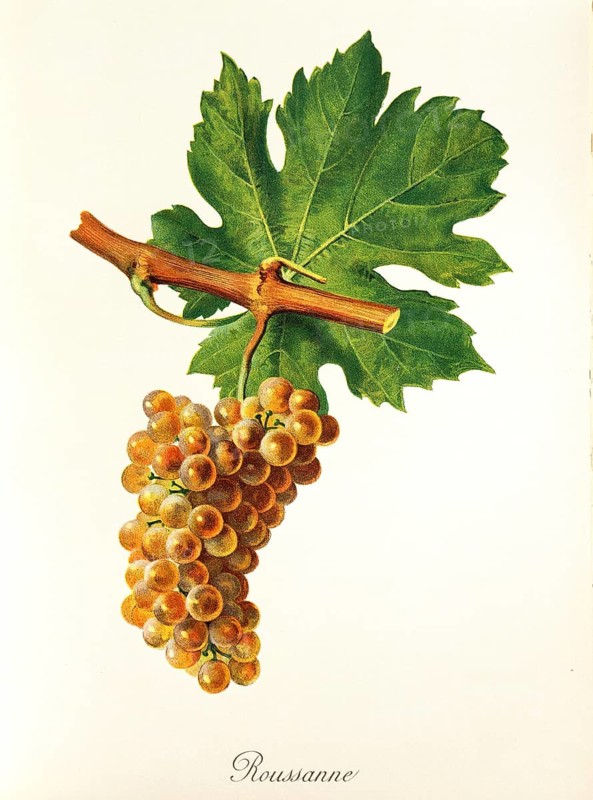 Ampelography, grape variety, oenology, viticulture, grape, grapevine, Rousanne grape, rare white wine variety grown mainly in the French Rhône Valley, Savoie and Provence, digitally enhanced reproduction of an original by Jules Tronca (1855 to 1915), Historical