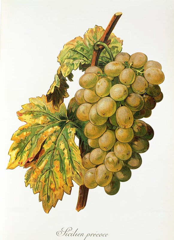 Ampelography, grape variety, oenology, viticulture, grape, grapevine, Frankenthal grape, digitally enhanced reproduction of an original by Alexis Kreyder (1839 to 1912), Historical