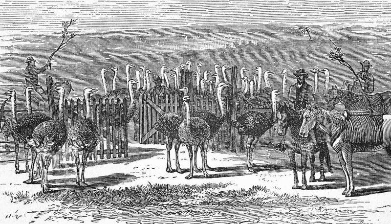An ostrich farm, Cape Colony, around 1870, South Africa, digital reproduction of a historical model