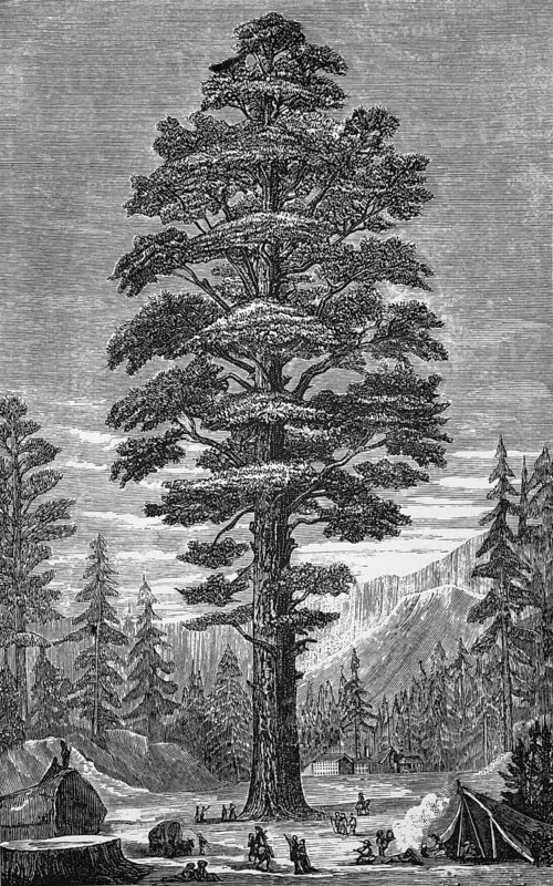 A giant cedar tree, California, around 1870, America, digital reproduction of a historical model