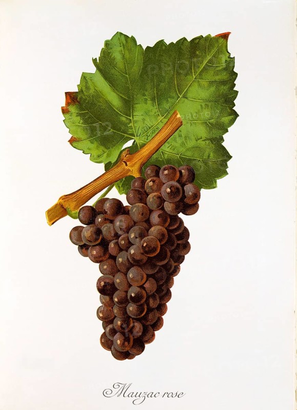 Ampelography, grape variety, oenology, viticulture, grape, grapevine, Mauzac Rose grape, digitally enhanced reproduction of an original by Jules Tronca (1855 to 1915), Historical
