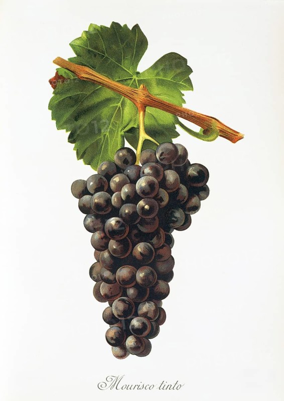 Ampelography, grape variety, oenology, viticulture, grape, grapevine, Mourisco Tinto grape, digitally enhanced reproduction of an original by Jules Tronca (1855 to 1915), Historical