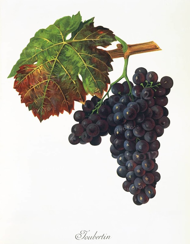 Ampelography, grape variety, oenology, viticulture, grape, grapevine, Joubertin grape, digitally enhanced reproduction of an original by Jules Tronca (1855 to 1915), Historical