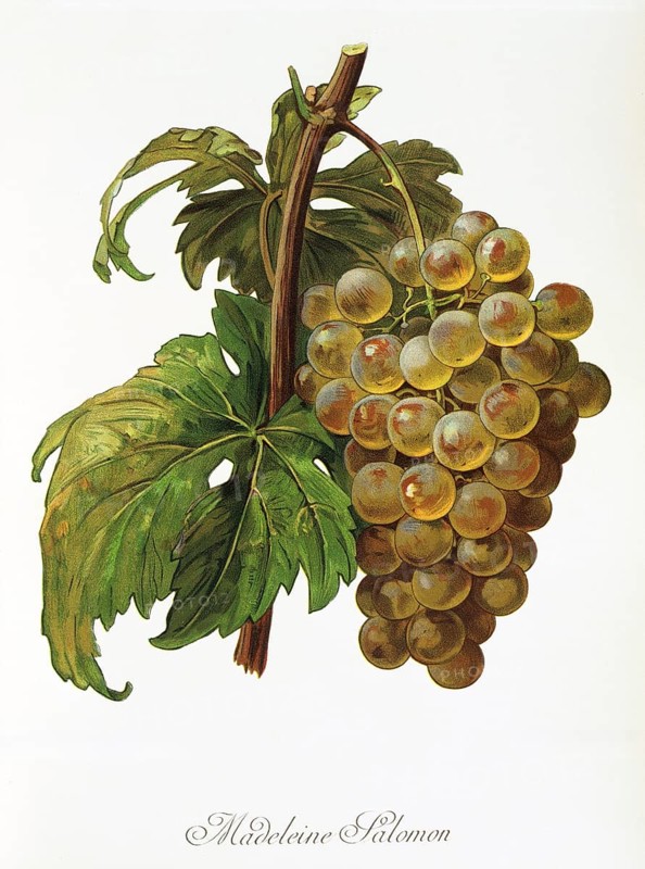 Ampelography, grape variety, oenology, viticulture, grape, grapevine, Madeleine Salomon grape, digitally enhanced reproduction of an original by Alexis Kreyder (1839 to 1912), Historical