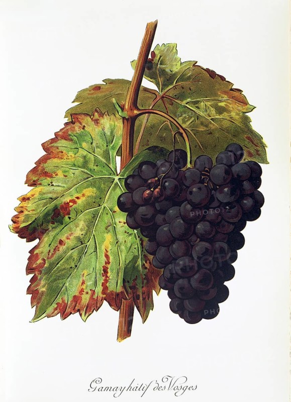 Ampelography, grape variety, oenology, viticulture, grape, grapevine, Gamay Hatif des Vosges grape, digitally enhanced reproduction of an original by Alexis Kreyder (1839 to 1912), Historical