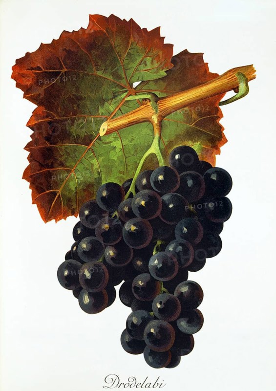 Ampelography, grape variety, oenology, viticulture, grape, grapevine, Drodelabi grape, digitally enhanced reproduction of an original by Jules Tronca (1855 to 1915), Historical
