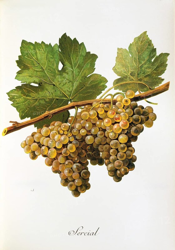 Ampelography, grape variety, oenology, viticulture, grape, grapevine, Sercial grape, digitally enhanced reproduction of an original by Alexis Kreyder (1839 to 1912), Historical