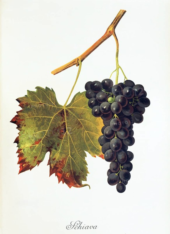 Ampelography, grape variety, oenology, viticulture, grape, grapevine, Schiava grape, digitally enhanced reproduction of an original by Jules Tronca (1855 to 1915), Historical