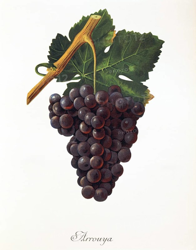 Ampelography, grape variety, oenology, viticulture, grape, grapevine, Arrouya grape, digitally enhanced reproduction of an original by Jules Tronca (1855 to 1915), Historical