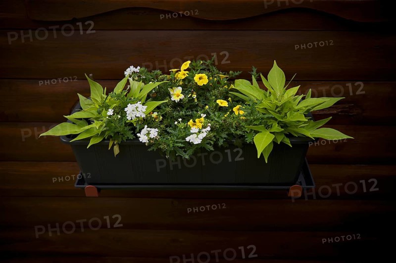 Flower box with flowers, fried egg flower (Limnanthes douglasii), garden, Stuttgart, Baden-Württemberg, Germany