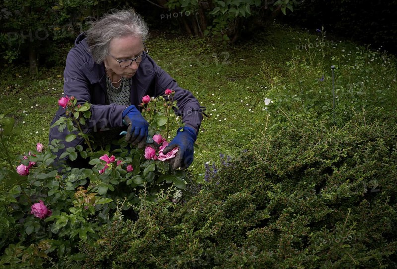 Elderly woman cutting pink roses with rose scissors, gardening, garden maintenance, garden, Stuttgart, Baden-Württemberg, Germany