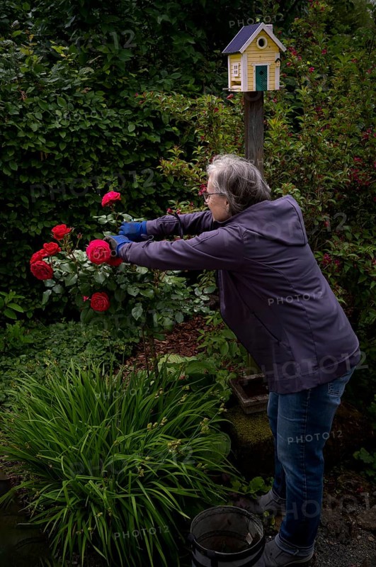 Elderly woman cutting red roses (pink) with rose scissors, gardening, garden maintenance, bird house, bird house, nesting box, Swedish house, garden, Stuttgart, Baden-Württemberg, Germany