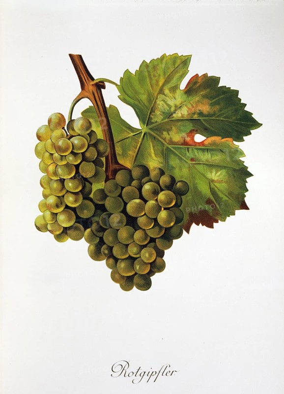 Ampelography, grape variety, oenology, viticulture, grape, grapevine, red plaster grape, digitally enhanced reproduction of an original by Jules Tronca (1855 to 1915), Historical