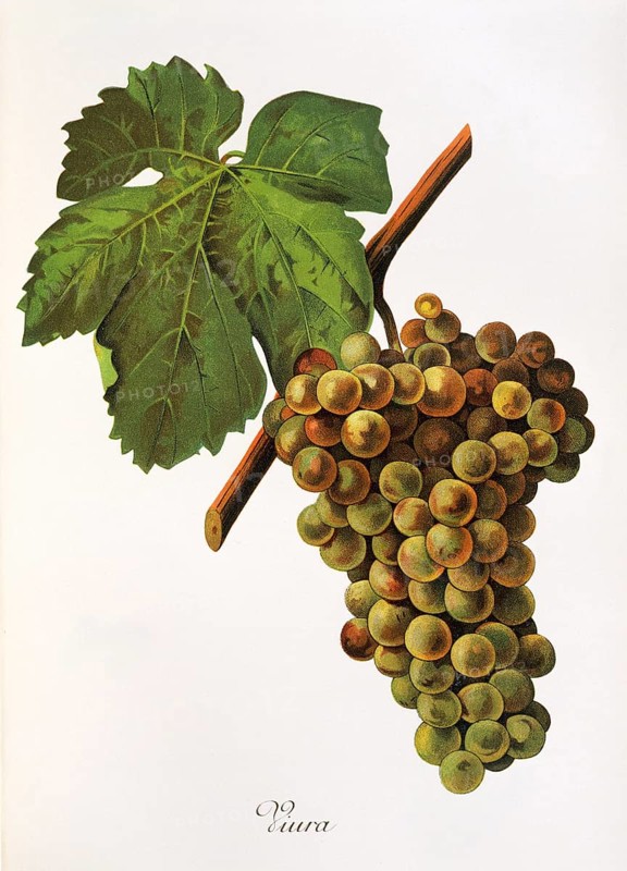 Ampelography, grape variety, oenology, viticulture, grape, grapevine, Viura grape, digitally enhanced reproduction of an original by Jules Tronca (1855 to 1915), Historical
