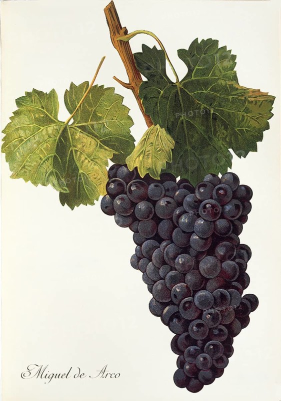 Ampelography, Grape variety, Enology, Viticulture, Grape, Grapevine, Miguel de Arco grape, digitally enhanced reproduction of an original by Alexis Kreyder (1839 to 1912), Historical