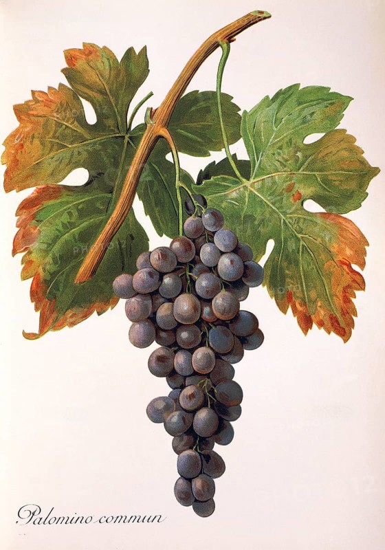 Ampelography, grape variety, oenology, viticulture, grape, grapevine, Palomino Commun grape, digitally enhanced reproduction of an original by Alexis Kreyder (1839 to 1912), Historical