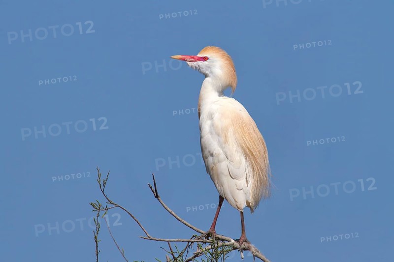 Cattle egret (Bubulcus ibis, Ardeola ibis), standing on a branch, wildlife, nature photography, heron, Extremadura, Spain