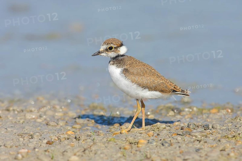 Little Ringed Plover, Little Ringed Plover, (Charadrius dubius), young bird standing on the beach, wildlife, nature photography, plover family, in the breeding area, Illmitz, Lake Neusiedl, Burgenland, Austria
