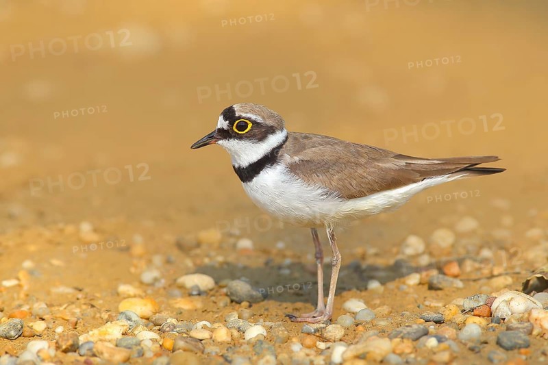 Little Ringed Plover (Charadrius dubius), standing on sandy ground, wildlife, nature photography, plover family, male in breeding area, Illmitz, Lake Neusiedl, Burgenland, Austria