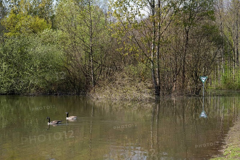 Newly created lake, two Canada geese on the water, Ostholz nature reserve, Wickede, Dortmund, Ruhr area, Westphalia, North Rhine-Westphalia, Germany