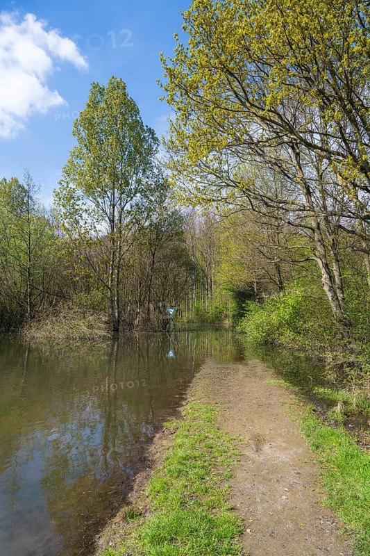 Newly created lake, flooded path, Ostholz nature reserve, Wickede, Dortmund, Ruhr area, Westphalia, North Rhine-Westphalia, Germany