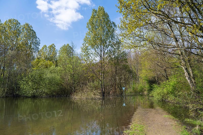 Newly created lake, flooded path, Ostholz nature reserve, Wickede, Dortmund, Ruhr area, Westphalia, North Rhine-Westphalia, Germany