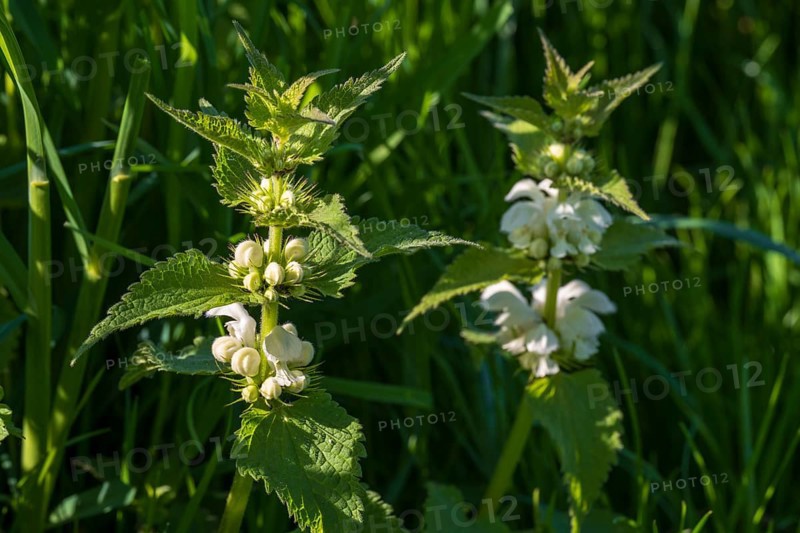 Two white deadnettles (Lamium album), flowers, North Rhine-Westphalia, Germany