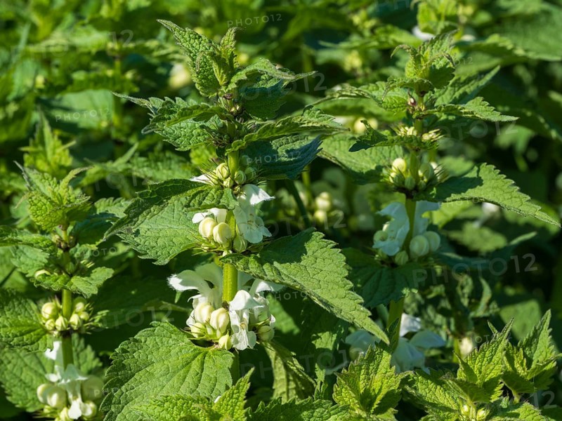 Lamium album (Lamium album), flowers, North Rhine-Westphalia, Germany