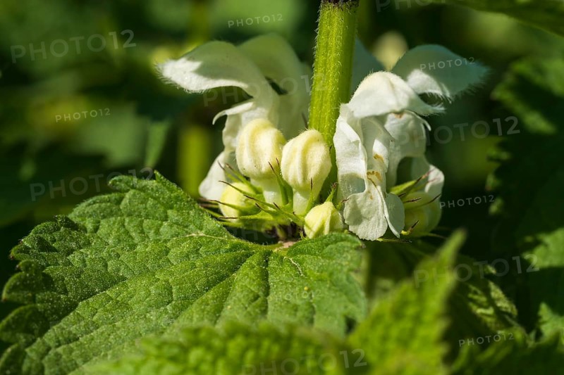Lamium album (Lamium album), flowers, macro, North Rhine-Westphalia, Germany