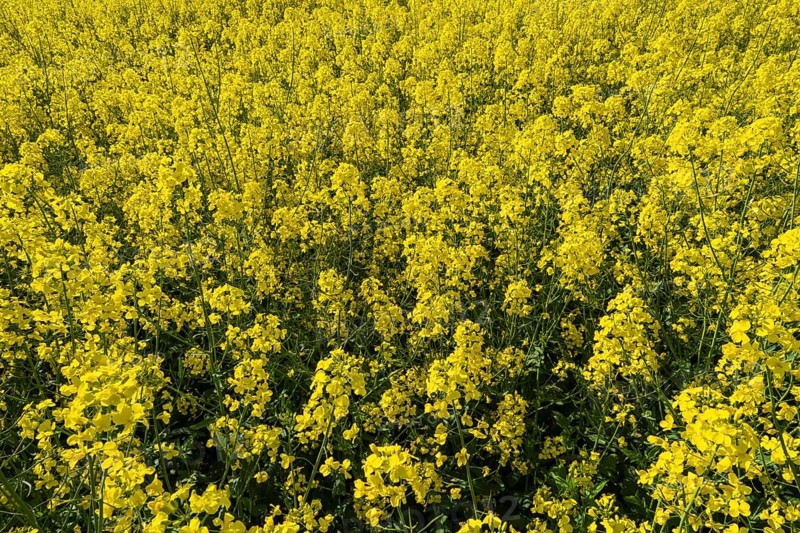 Field with flowering oilseed rape (Brassica napus), North Rhine-Westphalia, Germany