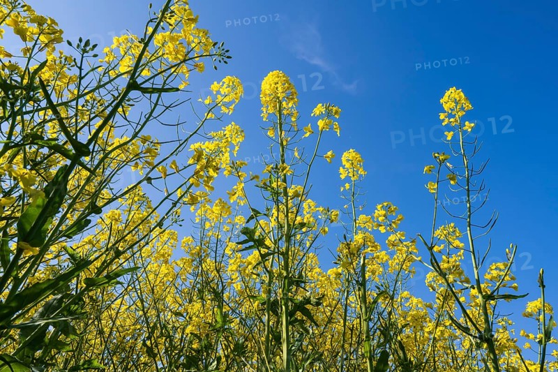 Flowering rape (Brassica napus) against a blue sky, North Rhine-Westphalia, Germany