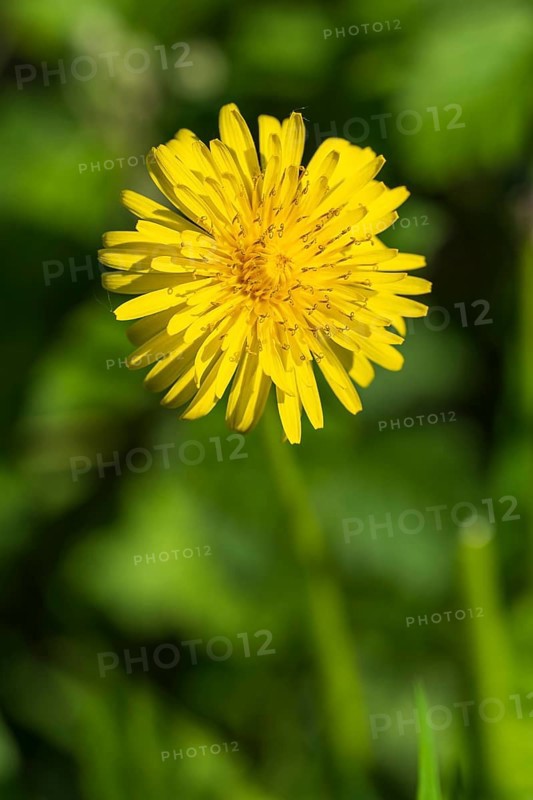 Goose thistle (Sonchus tenerrimus) Yellow flower, macro, North Rhine-Westphalia, Germany
