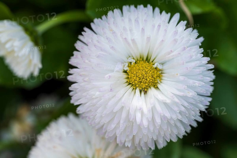 Daisy (Bellis perennis), white flower, macro, North Rhine-Westphalia, Germany