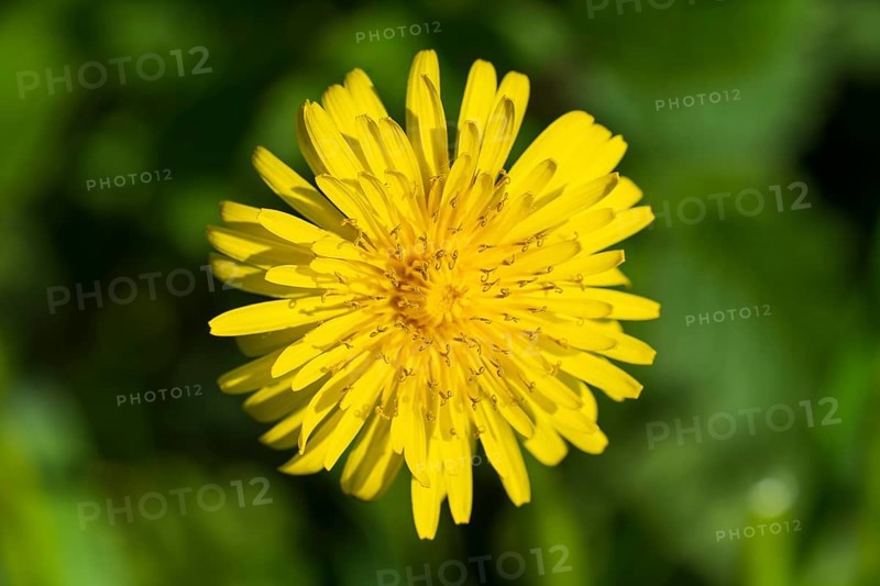 Goose thistle (Sonchus tenerrimus) Yellow flower, macro, North Rhine-Westphalia, Germany